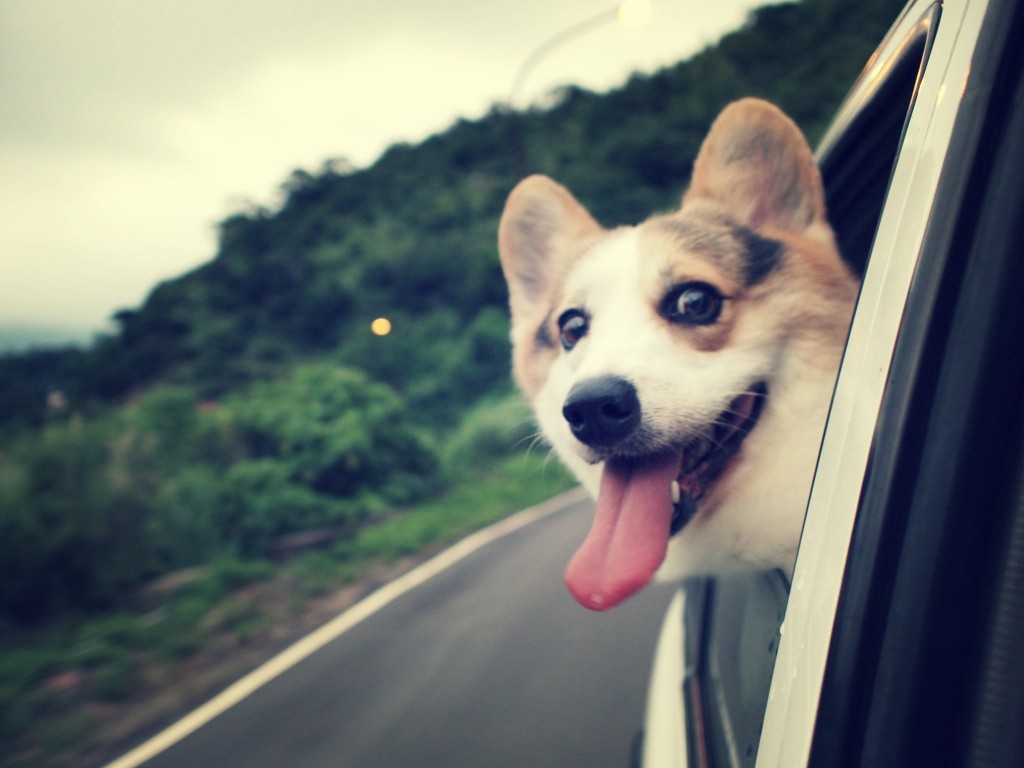 dog-in-van