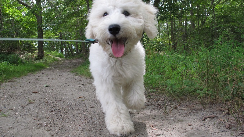 dog-walk-1-1