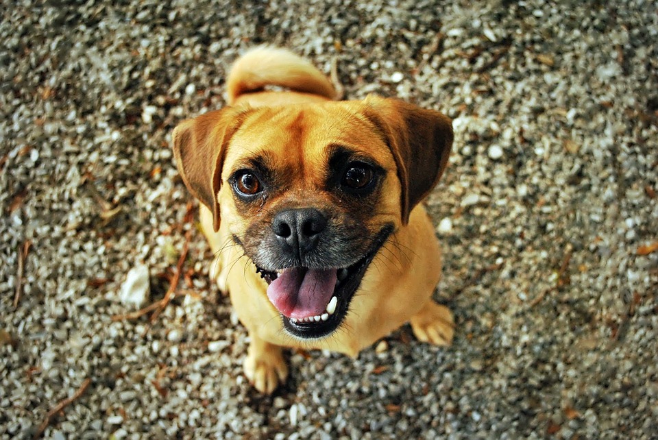 happy-dog